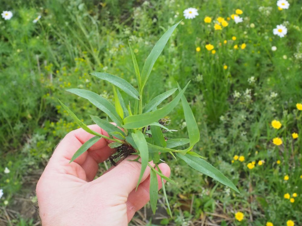 5 viherpantahein&auml;n taimi pieni koko.jpg