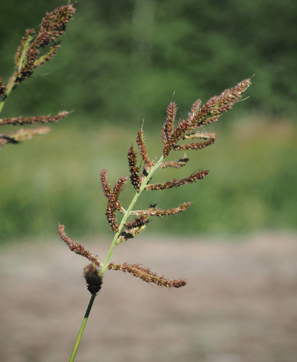 5_rikkakananhirssin kukinto pieni koko.jpg