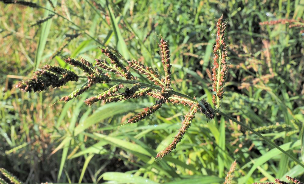 6_rikkakananhirssi kukinto pieni koko.jpg