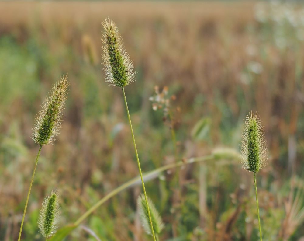 7 tuleentuneita-pantaheinia pieni koko.jpg