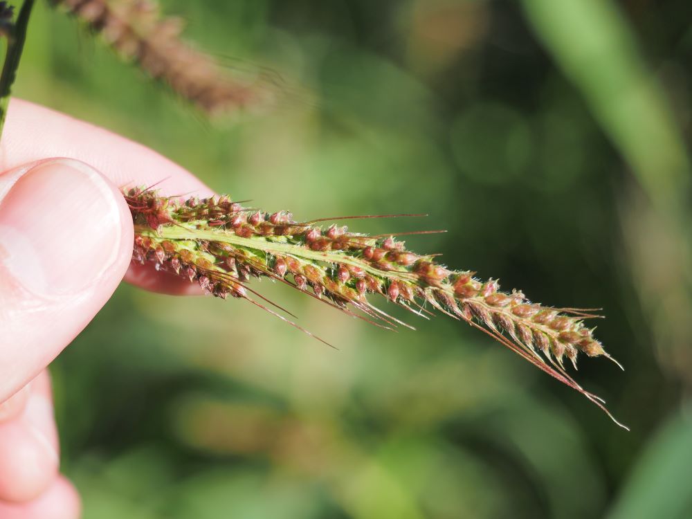 7_rikkakananhirssin vihneet pieni koko.jpg