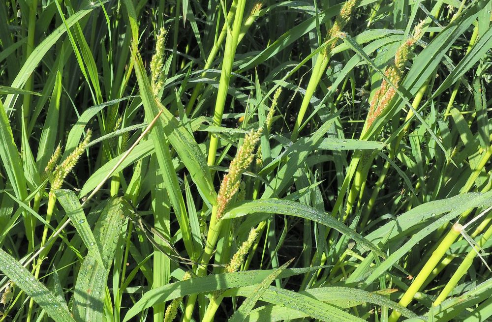 8_rikkakananhirssin-kukintoja-aukeamisvaiheessa pieni koko.jpg