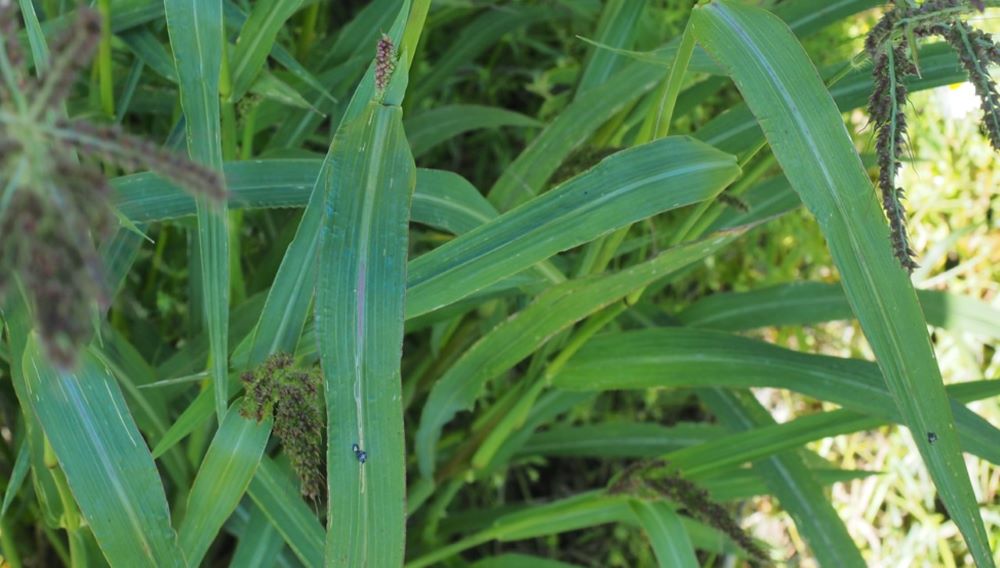 9_rikkakananhirssin lehti pieni koko.jpg