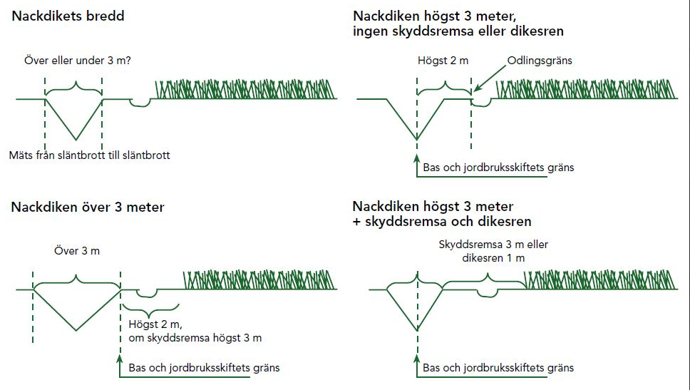 Mätning av nackdikets bredd.