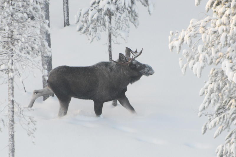 En älg.