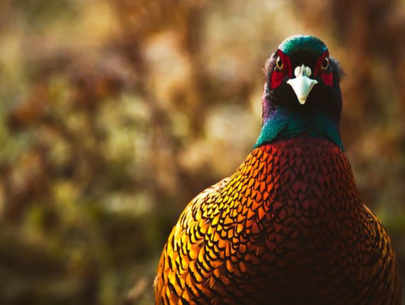 Bird flu found at pheasant farm in Janakkala