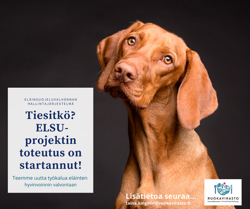 elsu-projekti on startannut. Kuvassa koira.