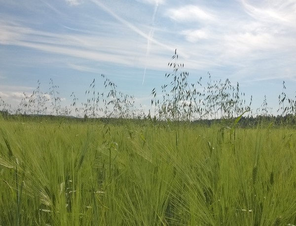 Ohrapellossa kasvaa myös hukkakauraa. 