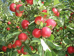 Omenapuussa punaisia omenoita. 
