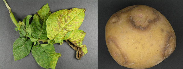 Symptom av Y-virus på potatisblad och potatisknöl. 