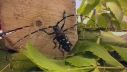 Långhorningen Anoplophora glabripennis som spridit sig till Finland med träemballage på trämaterial.  