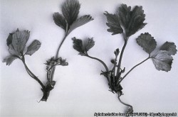 a. besseyi -vioitus mansikalla (suri kuva).