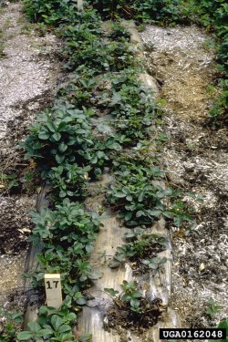 Aphelenchoides besseyi -ankeroisvioitus (suuri kuva).