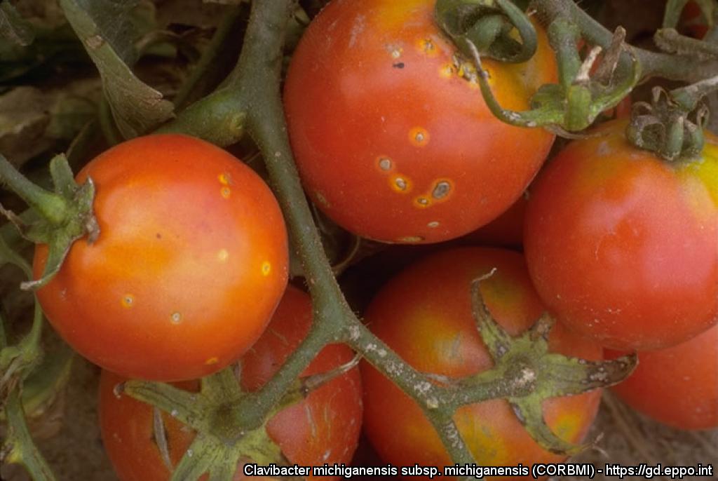 Bakteerilakasteen aiheuttamia pilkkuja tomaatin hedelmissä.