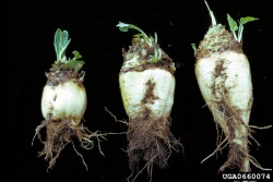 Beet necrotic yellow vein virus 2 pieni.jpg