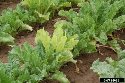 beet necrotic yellow vein virus kasvustossa pieni.jpg