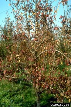 Punertuneita lehtiä päärynäpuussa (suuri kuva).