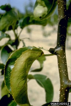 Candidatus phytoplasma pyri (suuri kuva).
