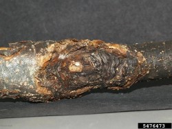 Neonectria ditissima 3 pieni.jpg