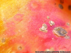Hirmukilpikirvoja omenan kuoressa (suuri kuva).