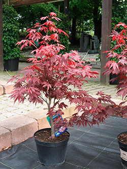 Plantan av japansk lönn.