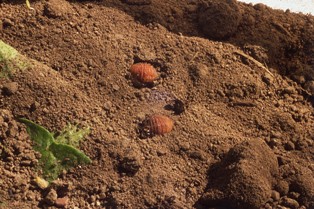 Koloradonkuoriaisen koteloita mullassa.