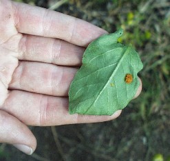 Munaryhmä kädessä olevalla lehdellä.