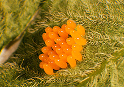 Koloradonkuoriaisen munaryhmä lehden pinnalla (suuri kuva).
