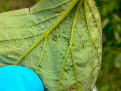 De första symptomen av Xanthomonas fragariae är vattniga fläckar på blad. Fläckarna syns till när man tittar mot ljus.