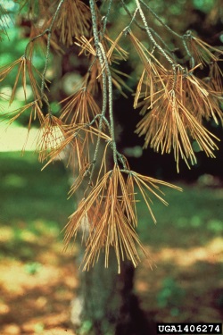 Bursaphelenchus xylophilus pieni.jpg