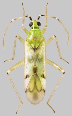 nesidiocoris_tenuis_veikko_rinne.jpg