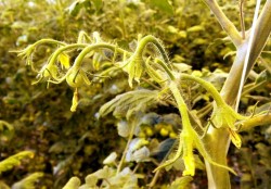 nesidiocoris_tenuis_vioitus_tomaatilla_hannunen_2_2.jpg