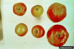 apple_prolif_omenat_iso_biologische_bundesanstalt.jpg