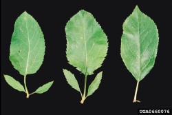 apple_proliferation_biologische_bundesanstalt.jpg