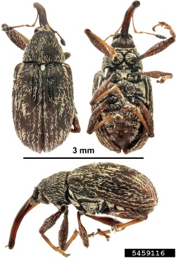 Aikuinen paprikankukkakärsäkäs ylhäältä, alhaalta ja sivulta kuvattuna, pituus 3 mm.