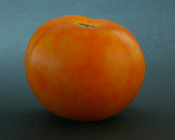 Pepinon mosaiikkivirus aiheuttaa tomaatin hedelmien epätasaista kypsymistä.