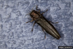 Praktbaggen Agrilus anxius. 