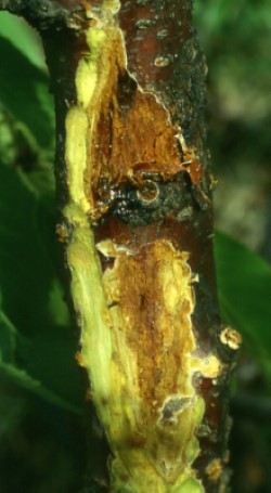 Pseudomonas syringae pv. morsprunorum oireita kirsikkapuussa (suuri kuva).