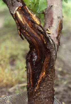 Pseudomonas syringae pv. morsprunorum (suuri kuva).