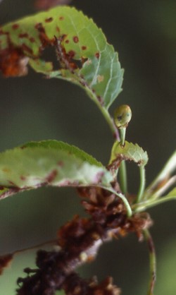 Pseudomonas syringae pv. morsprunorumin aiheuttamia oireita kirsikalla (suuri kuva).