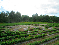 Mansikkakasvustossa kuollut laikku (suuri kuva).