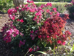 Rose rosette viruksen aiheuttamaa pensomista.