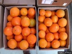 Laatikoissa appelsiineja, joissa näkyy kääriäisen toukan aiheuttamia vaaleita laikkuja, joiden keskellä musta piste (suuri kuva).