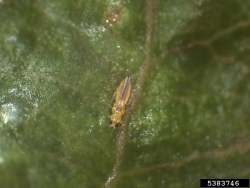 Scirtothrips dorsalis -ripsiäinen lehdellä (suuri kuva).