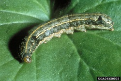 Spodoptera littoralis -yökkösen toukka lehdellä (suuri kuva).