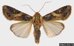 Aikuinen Spodoptera litura -yökkönen levitettynä (suuri kuva).