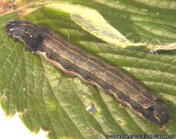 Spodoptera litura -yökkösen toukka lehdellä (suuri kuva).