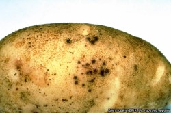 Svarta skador orsakade av Epitrix-jordloppa i potatisknöl (en stor bild).