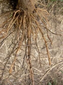 Rhizoctonia fragariae -taudin aiheuttamia oireita mansikalla (suuri kuva).