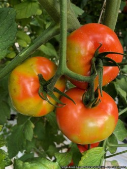 Tomaatin rusokurttuviruksen aiheuttamia laikkuja tomaateissa (suuri kuva).